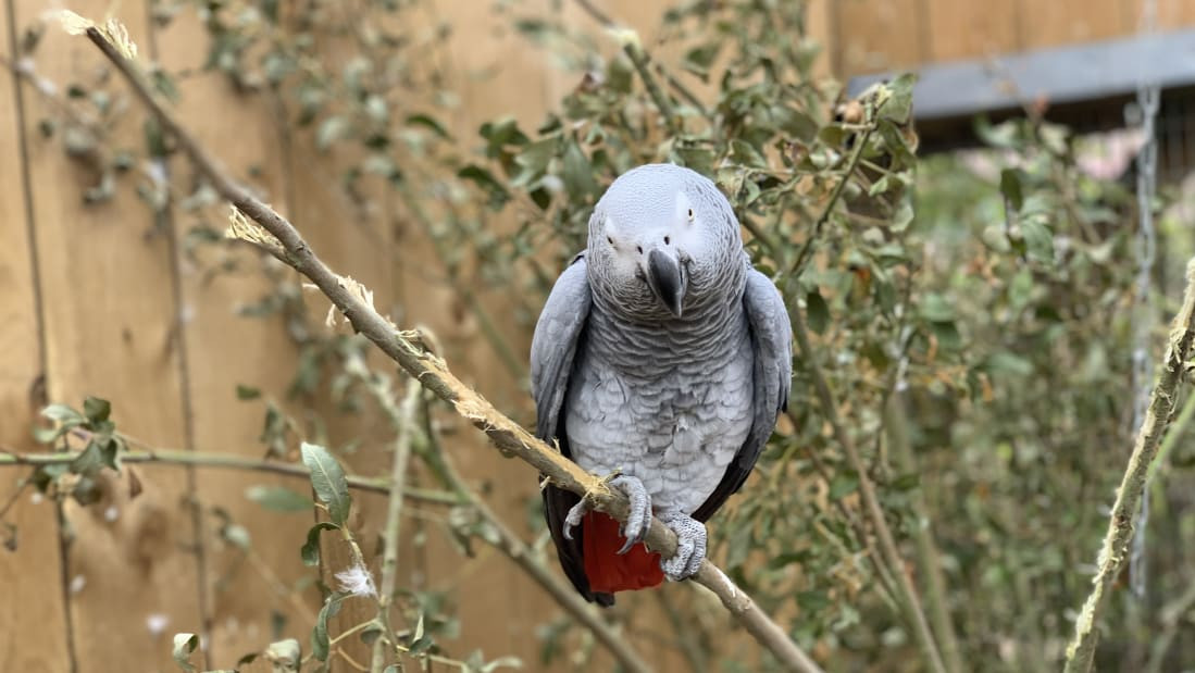 Parrot
