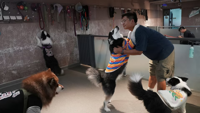 China dog preeschool