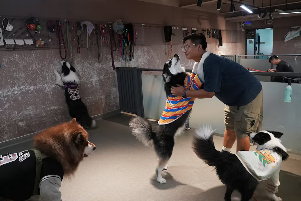 China dog preeschool