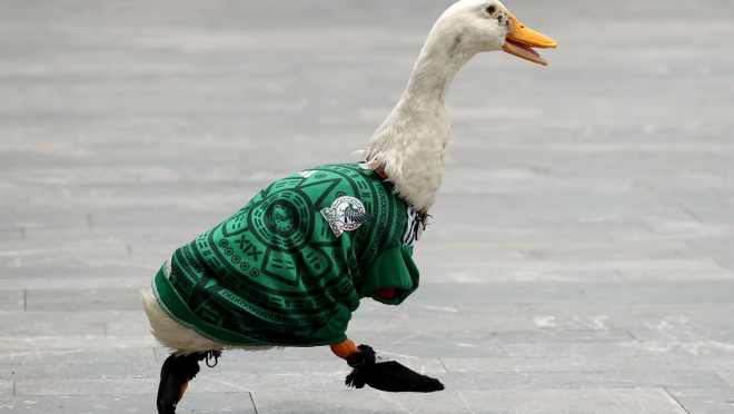 Merlin the duck