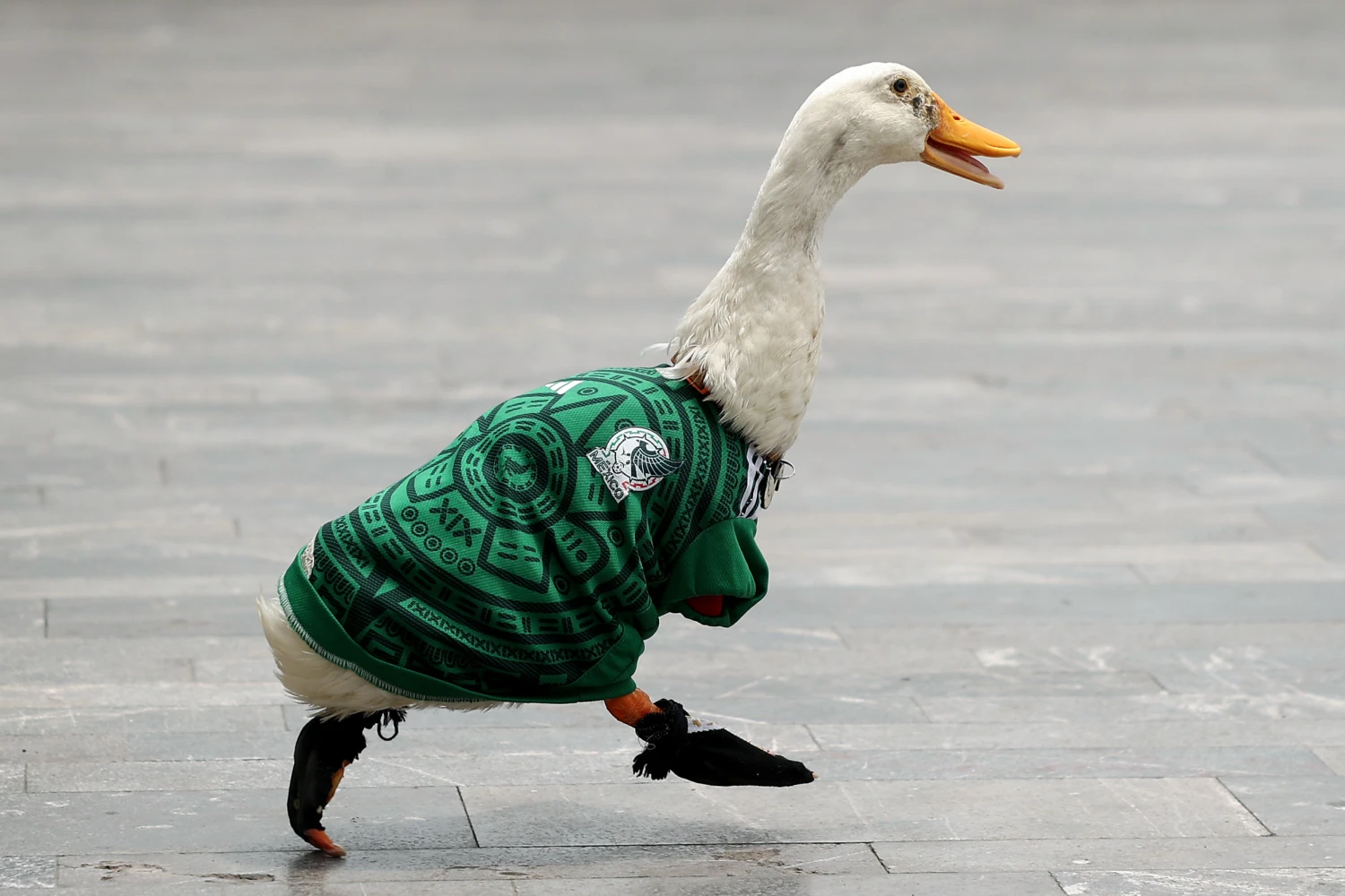 Merlin the duck