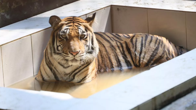 Tiger