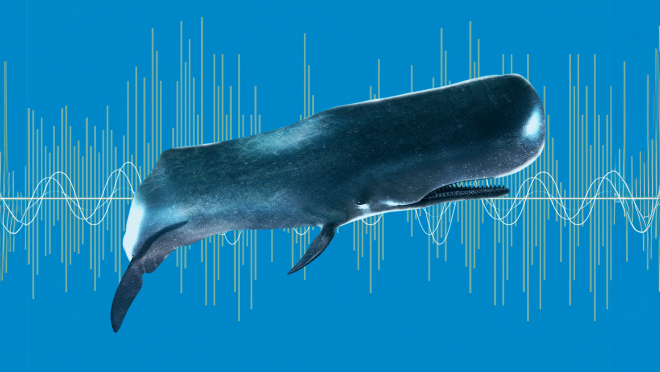 whale
