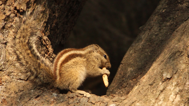 Squirrel