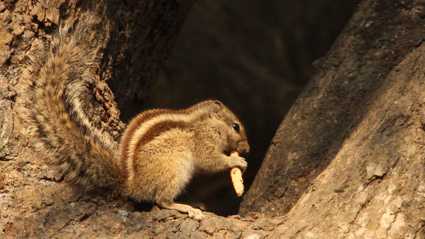 Squirrel