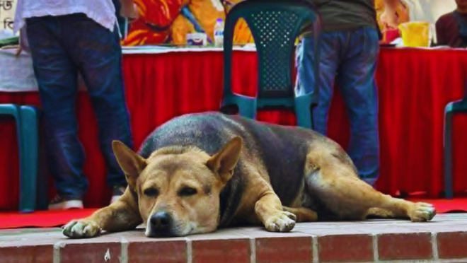 TSC DOG