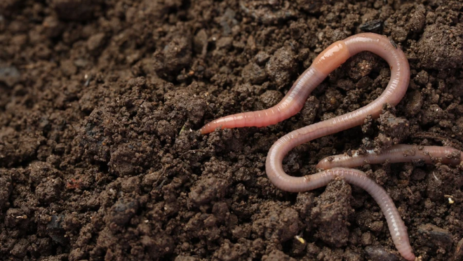 Earthworm