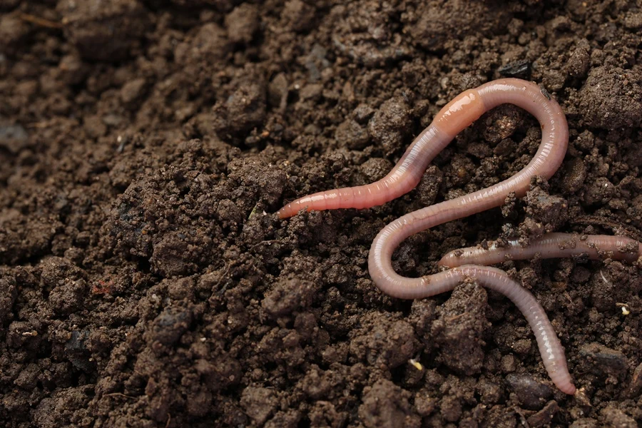Earthworm
