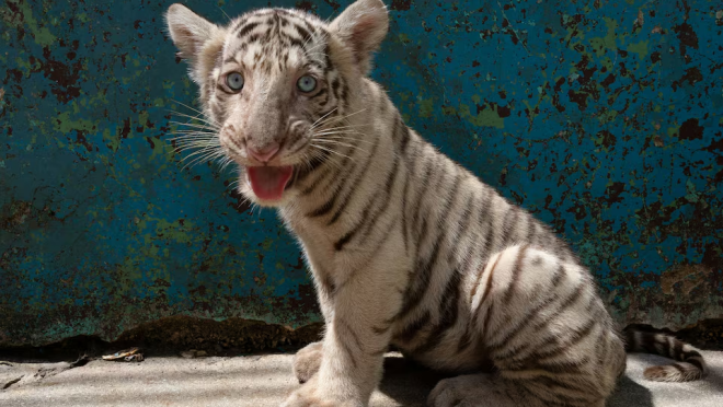 bengal tiger cuba