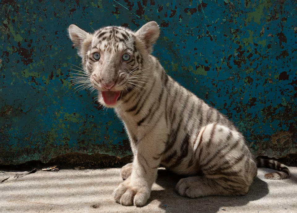 bengal tiger cuba