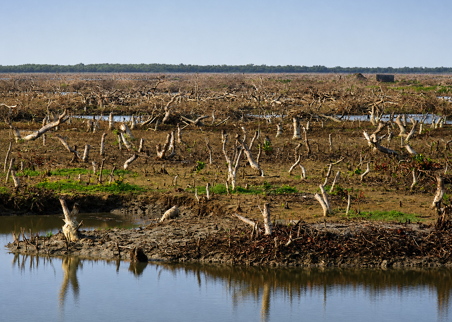 Once a mangrove forest is now a landscape of dead roots and tree stumps on Sonadia Island. Photos: Nupa Alam