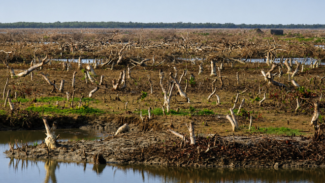 Once a mangrove forest is now a landscape of dead roots and tree stumps on Sonadia Island. Photos: Nupa Alam