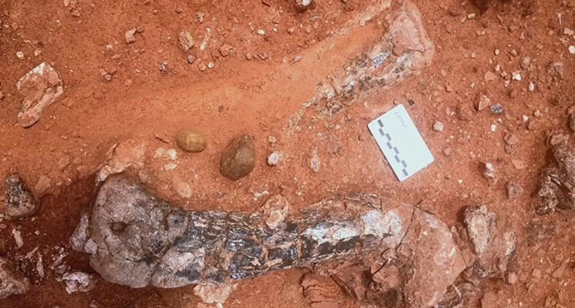 zimbabwe-sauropodomorph-3-two-column.jpg.thumb_.768.768