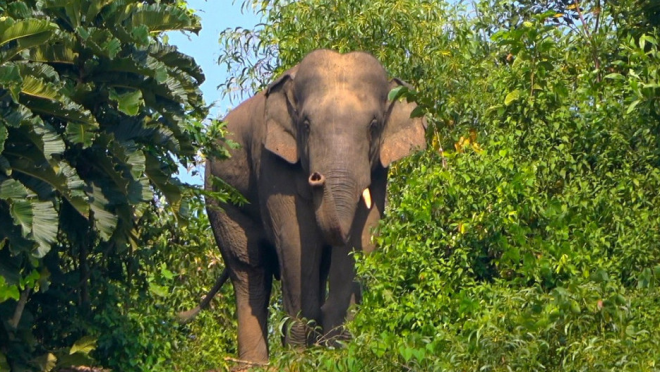 elephant
