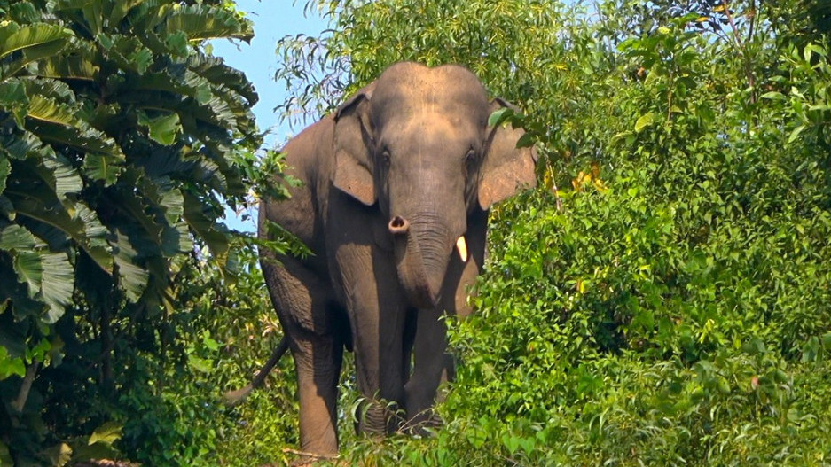 elephant