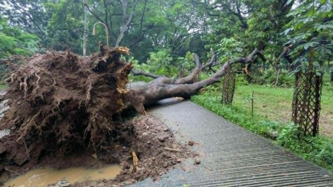fallen tree