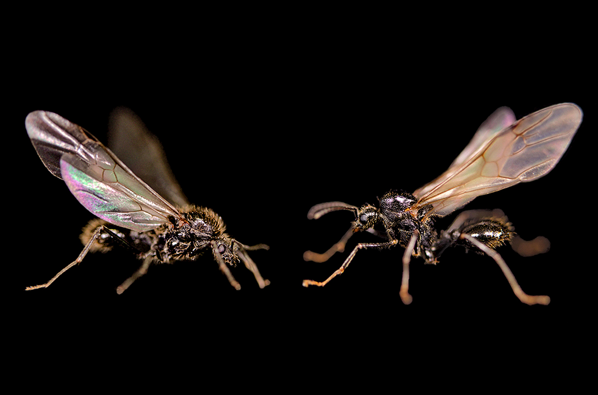 _20250903_on_flies
