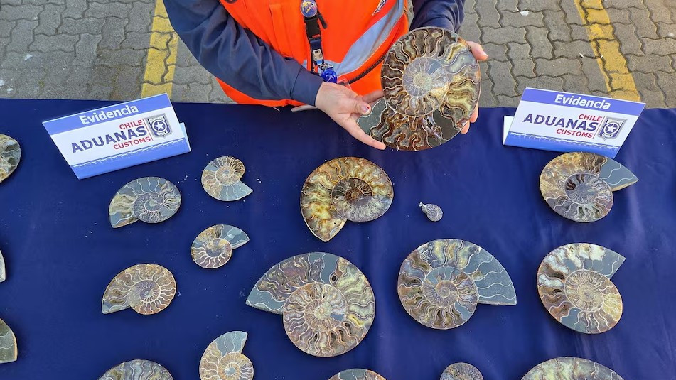 chile_seized_fossil_shipment