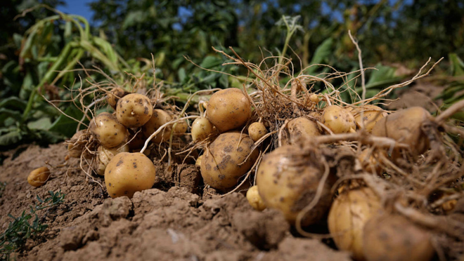 potato