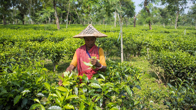 Female labourers are working at tea garden in Sreemangal, Bangladesh. After picking tea leaves from the garden, they carry those to their manager. Then, the labourers get their daily wage according to the weight of the leaves. The photos were taken recently from Finlay Tea state. Photo: Mostafijur Rahman Nasim