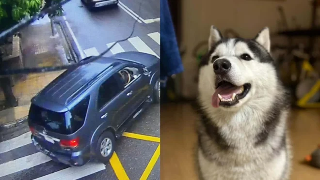 gulshan_dog_accident