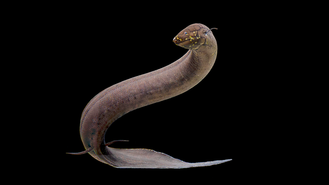 lungfish