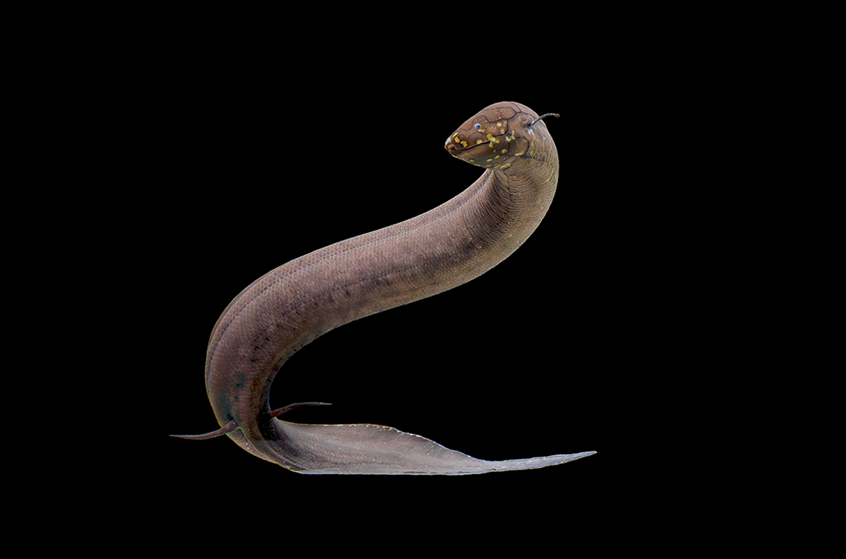 lungfish