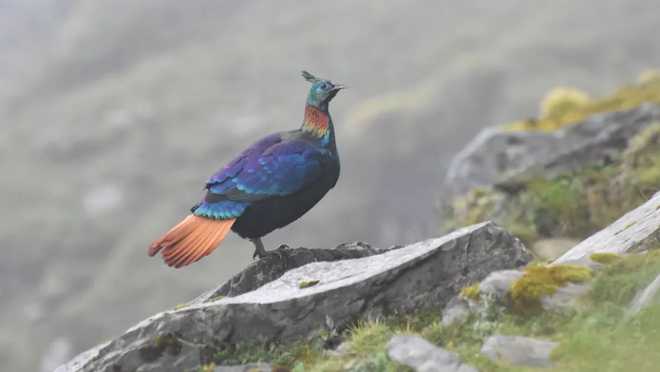 The male monal has distinctive green, blue and copper plumage